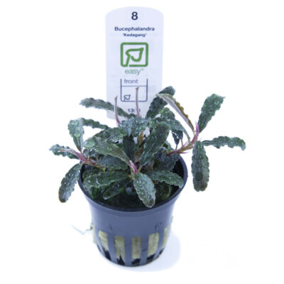 Bucephalandra 'Kedagang' (Tropica)