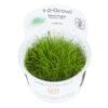Eleocharis acicularis 'Mini' 1-2-Grow! (Tropica)