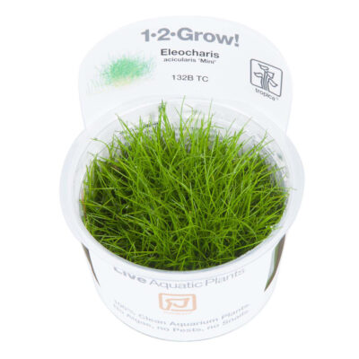 Eleocharis acicularis 'Mini' 1-2-Grow! (Tropica)