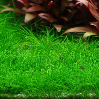 Alternative view of Eleocharis acicularis 'Mini' 1-2-Grow! (Tropica)