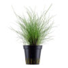 Eleocharis parvula (Tropica)