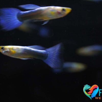 Guppy Blue Neon