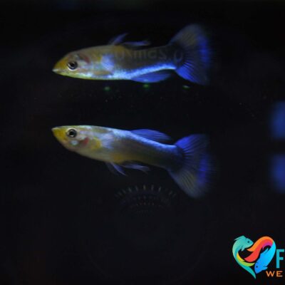 Alternative view of Guppy Blue Neon
