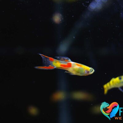Endleri Guppy