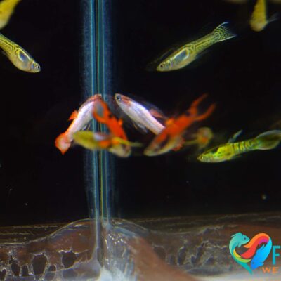 Alternative view of Endleri Guppy