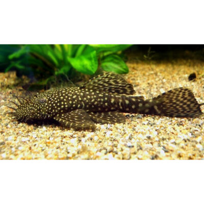 Bristlenose Pleco ancistrus Small