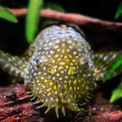 Alternative view of Bristlenose Pleco ancistrus Small