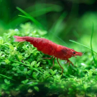 Red Cherry Neocaridina