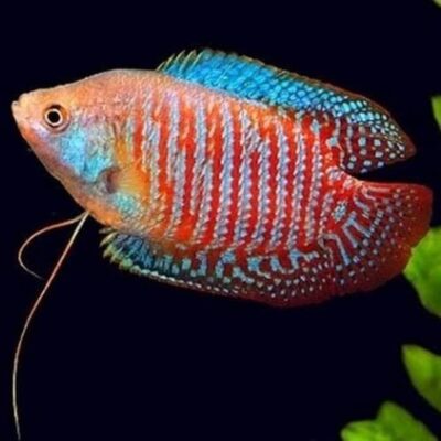 Gourami Colisa Blood Red Male Μεγάλο Μέγεθος