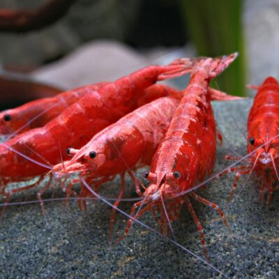 Alternative view of Red Cherry Neocaridina