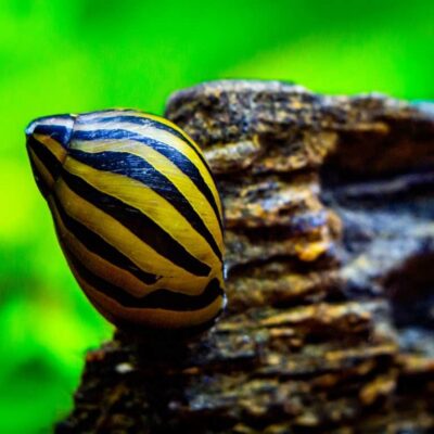 Alternative view of Nerite Snail