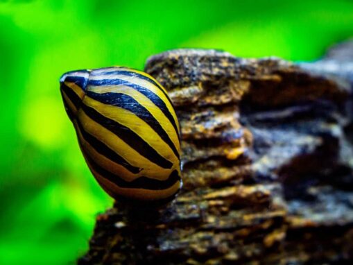 Nerite Snail - Image 2