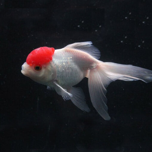 Red Cap Oranda χρυσόψαρο