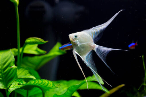 Angelfish Αγγελόψαρο mix - Image 5