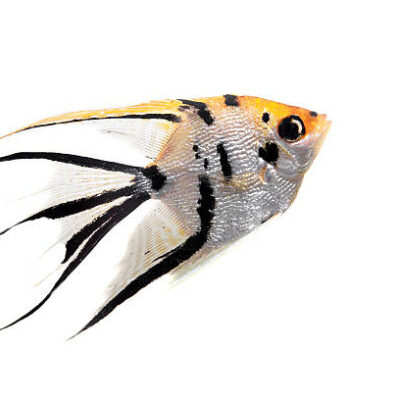 Alternative view of Angelfish Αγγελόψαρο mix