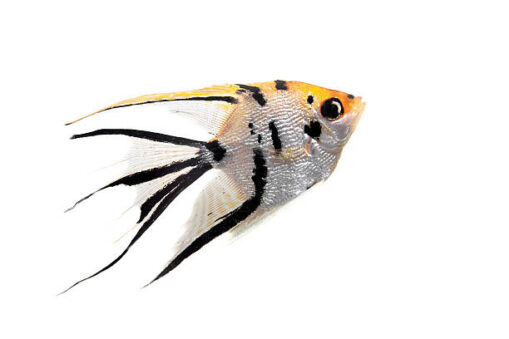 Angelfish Αγγελόψαρο mix - Image 2