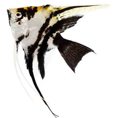 Angelfish Αγγελόψαρο mix