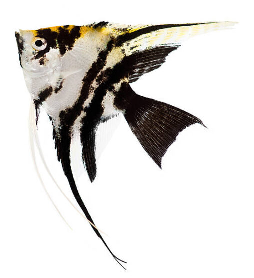 Angelfish Αγγελόψαρο mix
