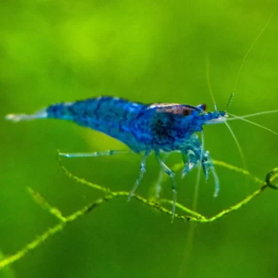 Blue Star Shrimp