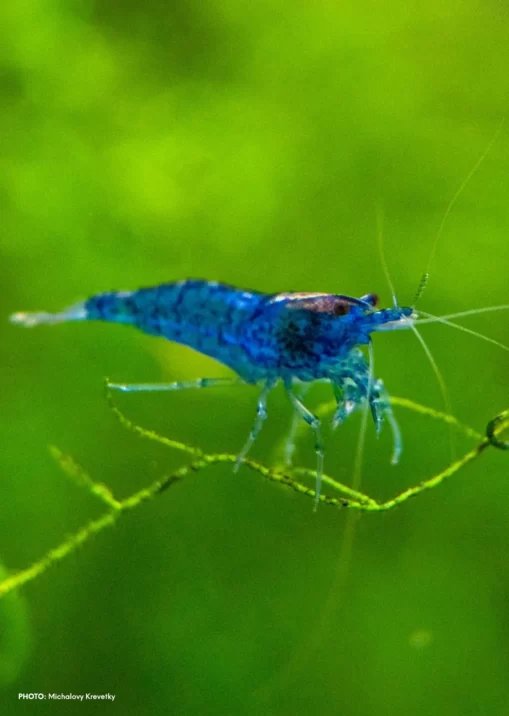 Blue Star Shrimp