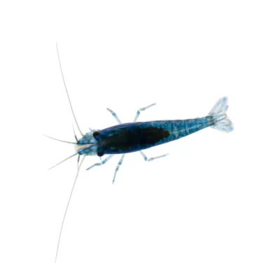 Alternative view of Blue Star Shrimp