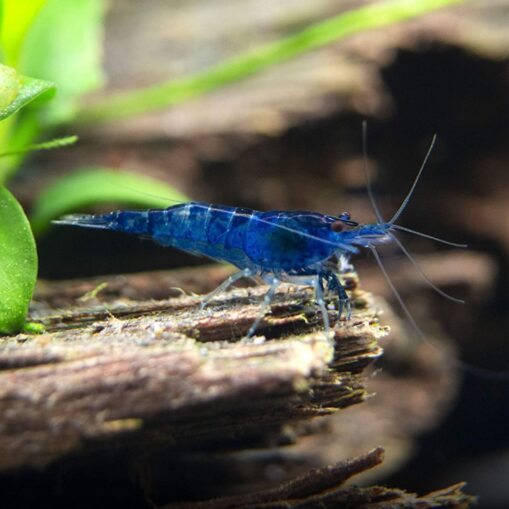 Blue Star Shrimp - Image 3