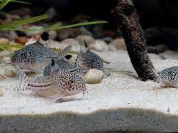 Alternative view of corydoras sterbai