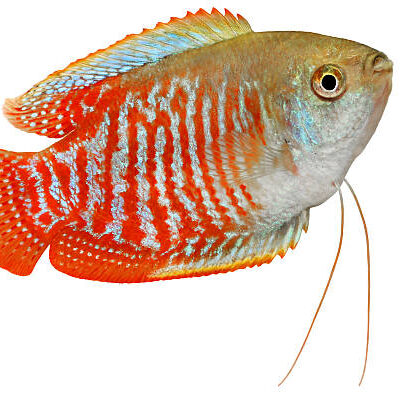 Alternative view of Gourami Colisa Blood Red Male Μεγάλο Μέγεθος