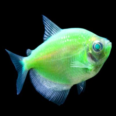 Eletric Green Tetra (χήρες)
