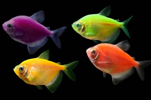 Eletric Green Tetra (χήρες) - Image 4