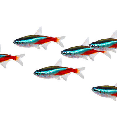 Alternative view of neon tetra