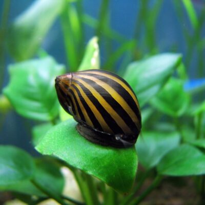 Nerite Snail