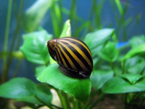 Nerite Snail