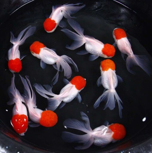 Red Cap Oranda χρυσόψαρο - Image 4