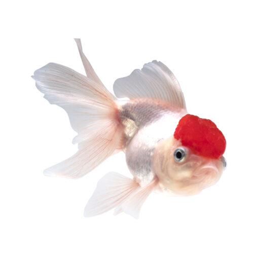 Red Cap Oranda χρυσόψαρο - Image 3