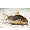 corydoras sterbai