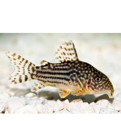 corydoras sterbai