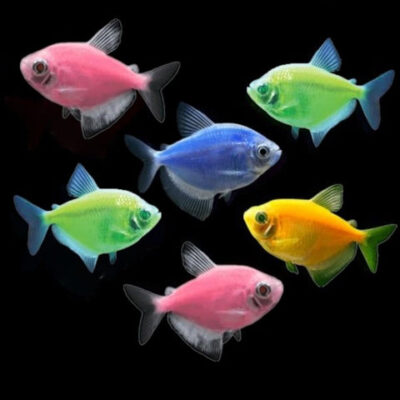 Widow tetra glo mix Χρωματιστές Χήρες
