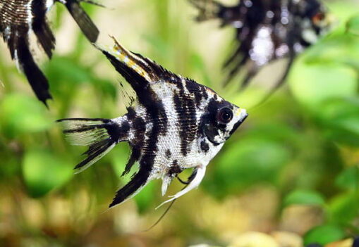 Angelfish Αγγελόψαρο mix - Image 3