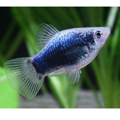 Platy Blue Tuxedo