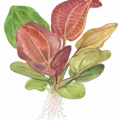 Alternative view of Echinodorus 'Reni'