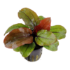Echinodorus 'Reni'
