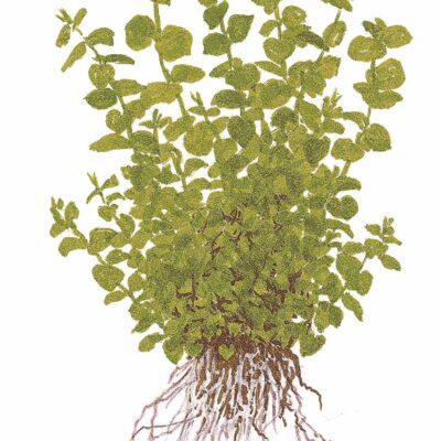 Alternative view of Micranthemum umbrosum