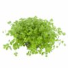 Micranthemum umbrosum