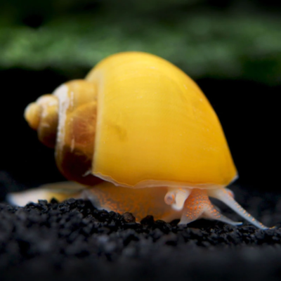 Αpple Snail