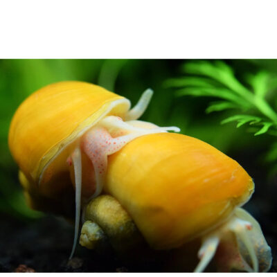 Alternative view of Αpple Snail