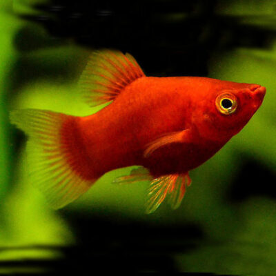 Platy Coral Dark Red