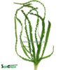 Crinum calamistratum βολβοί
