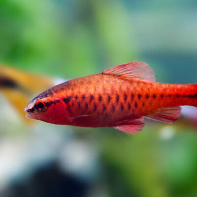 Alternative view of Cherry Barb