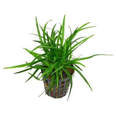 Eriocaulon sp. Vietnam